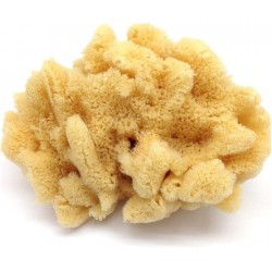 Natural Ocean Sponge